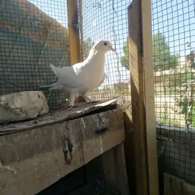 kepderi