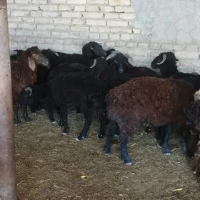 gockarlar