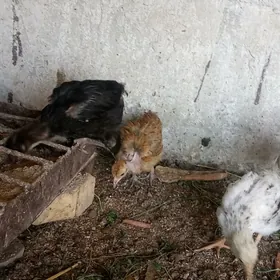 bıyık parada jujeler