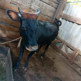 Sygyr