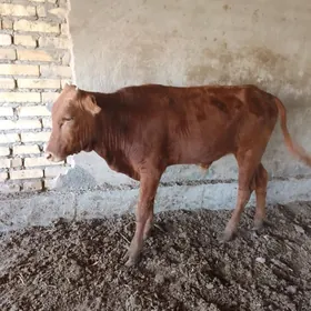 Parodnyý öküzçeler