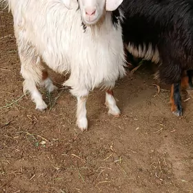 Erkeç