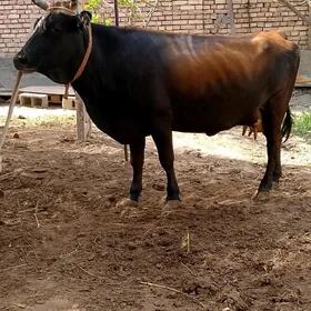 Göleli sygyr