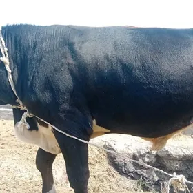 öküz