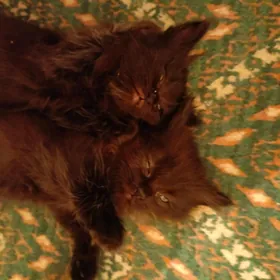 кошки