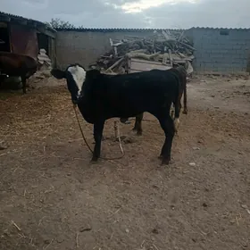 goleler