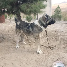 Turkmen Alabaýy
