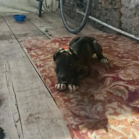 pitbul