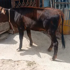 ŞWES TÜWE