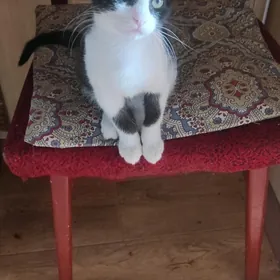 котик