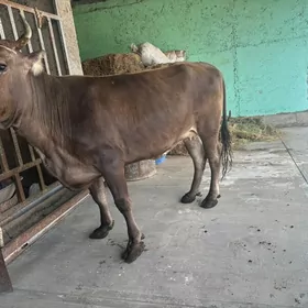 sygyr