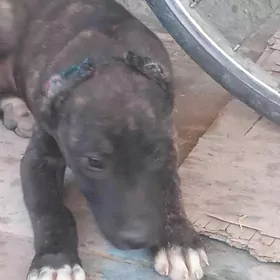 Pitbul