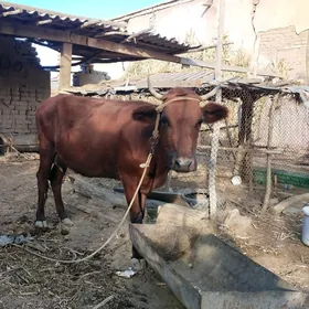 sygyr tanaly