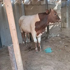öküz