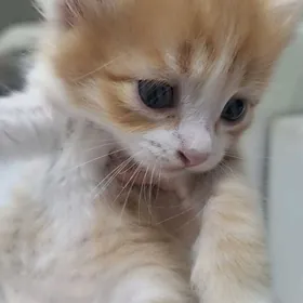 отдам в добрые руки котят