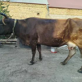 Sygyr