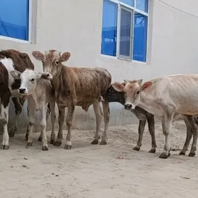 öküz tüwe