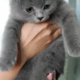 котёнок