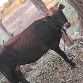 gysyr gygyr