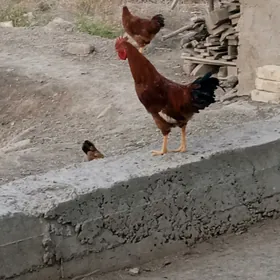 Horaz 8ay bolan