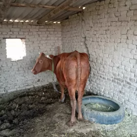 bakylan sygyr