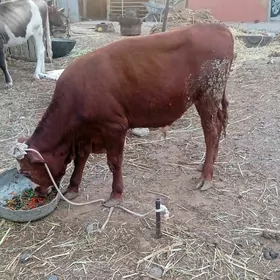 ökûz