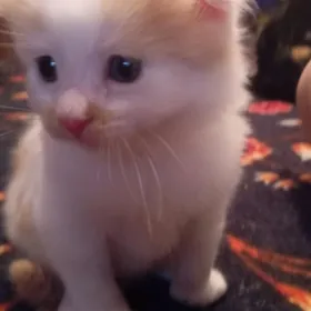 котята
