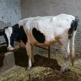 original galşteyin tuwe