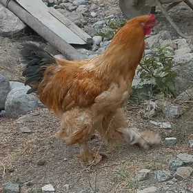 brama