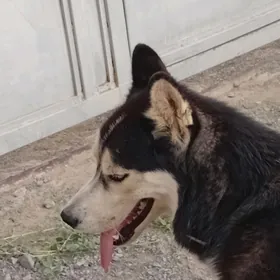 haski