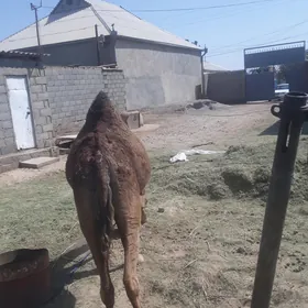 kosekli duye