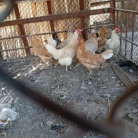 10 aylyk towuklar