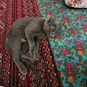 piśik котикь