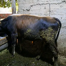 ökiz