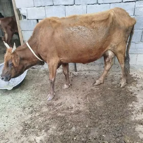 goleli sygyrlar