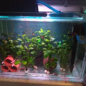 ANUBIAS