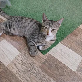 Котёнок-подросток
