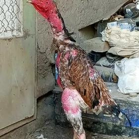 horaz