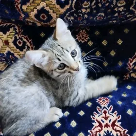 Котята