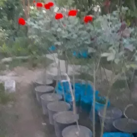 Роза