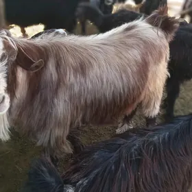 geci