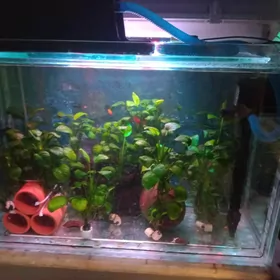 ANUBIAS