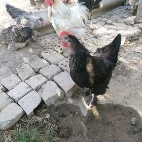 Arassaja elin towuklar