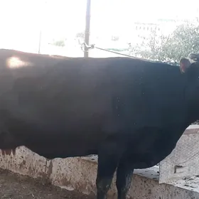 Saglyk sygyrlar