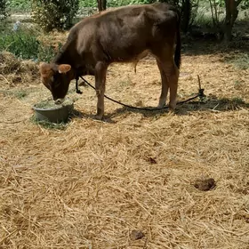 oküz