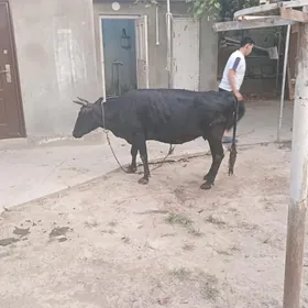 Богоз сигир