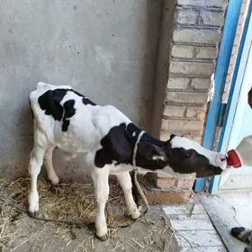 Gole okuzce