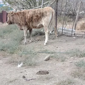 sygyr  gysyr