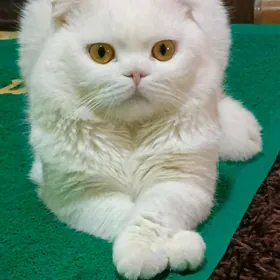 кот для вязки