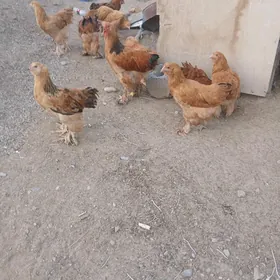 paroda towukla